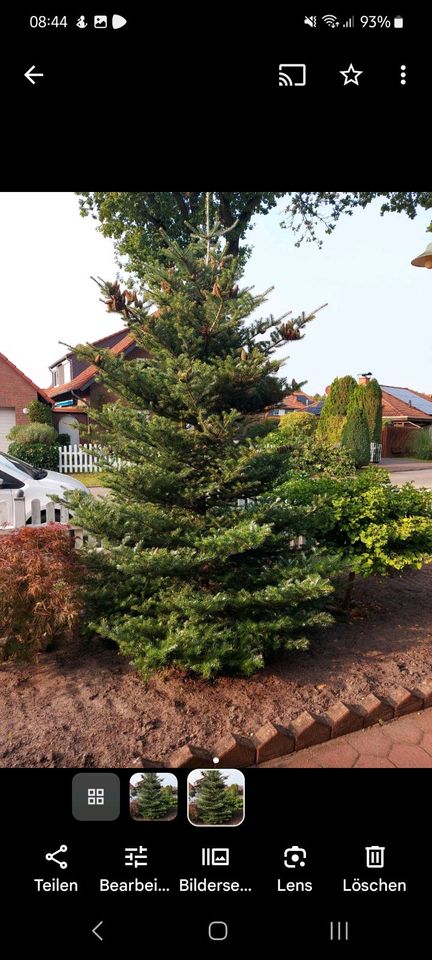Weihnachtsbaum Tanne 2m in Sassenburg