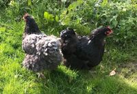 Orpington  ❤️ Hühner Stamm 1:2 Henne Hahn Nordrhein-Westfalen - Iserlohn Vorschau