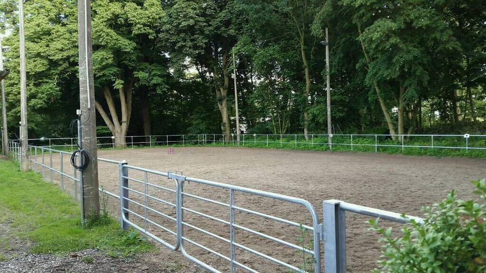 Pferdebox für Wallach in Neumünster