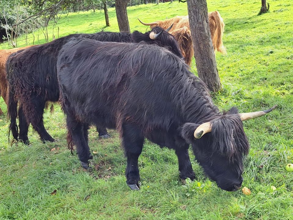 Highland Cattle - Schottisches Hochlandrind in Bad Endbach