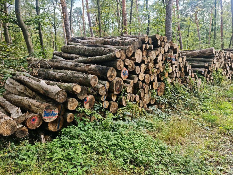 Stammholz Rundholz Brennholz Kiefer Buche Eiche etc.mit Lieferung in Alzey