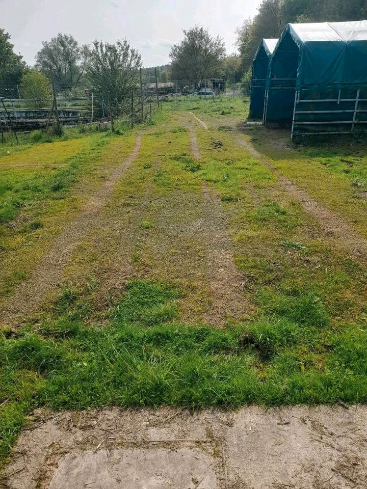 Rollrasen für Pferdepaddock in Heuchelheim