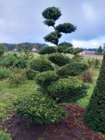 Gartenbonsai Niwaki Formgehölz Eibe Taxus Nordrhein-Westfalen - Velen Vorschau