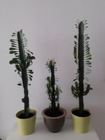 Pflegeleichter TEXASKAKTUS - Euphorbia trigona München - Schwabing-West Vorschau