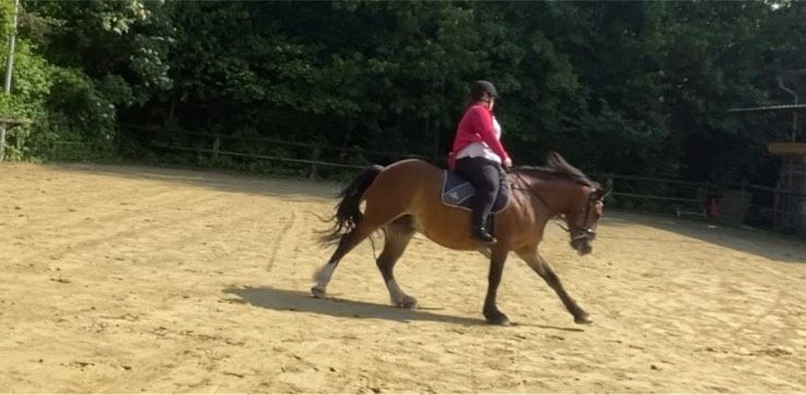 Pflegebeteiligung/ Reitbeteiligung in Gladbeck