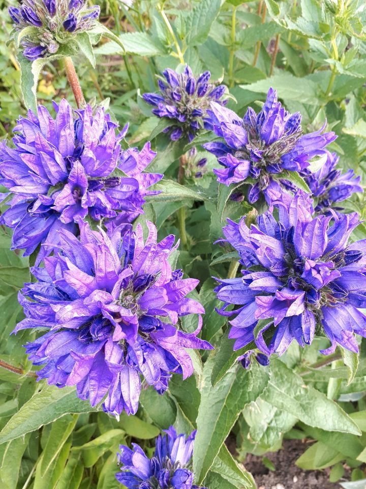 Knäuel-Glockenblume bienenfreundlich, winterhart in Edemissen