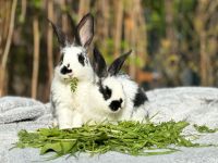 Kaninchen Weibchen und Rammler 4 Monate Frankfurt am Main - Praunheim Vorschau