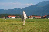 Biete Pflege- oder Reitbeteiligung (Pferd sucht Reiter) Bayern - Chieming Vorschau