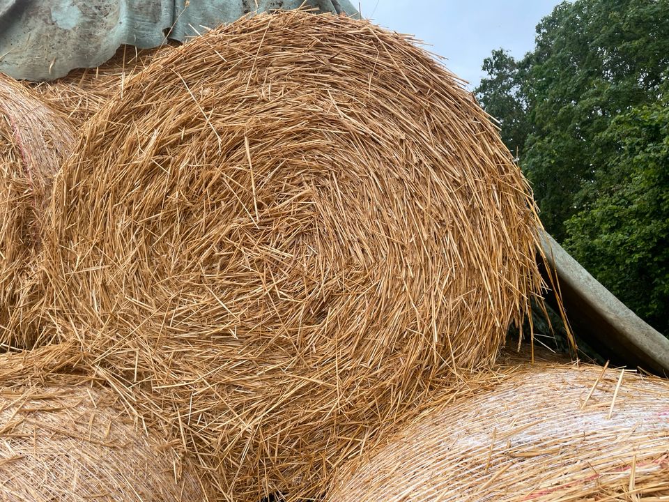 300 Stück Stroh Roggenstroh Rundballen einstreuen in Giebelstadt