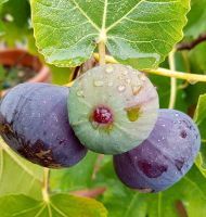 Feigenbaum Olivenbaum winterhart Zitronenbaum Sachsen-Anhalt - Halle Vorschau