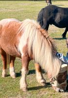 Push* Mini Reitbeteiligung zu vergeben Nordrhein-Westfalen - Sankt Augustin Vorschau