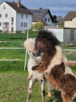 Shetty Mini Shetlandpony Schecke Pony Hessen - Wabern Vorschau