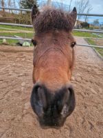 Pflegebeteiligung Shetty Pony Kinderreiten Pflegepferd Sachsen-Anhalt - Halle Vorschau