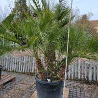 Zwergpalme Chamaerops humilis XXL Hessen - Wiesbaden Vorschau