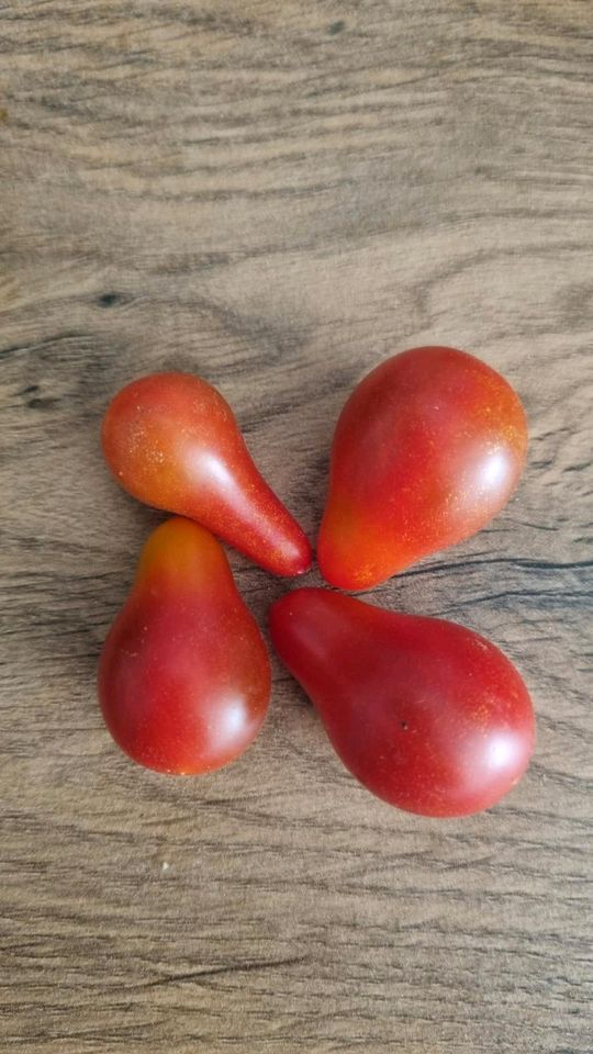 Tomaten bio, Setzlinge, Tomatenpflanzen, Selbstversorger, Balkon in München