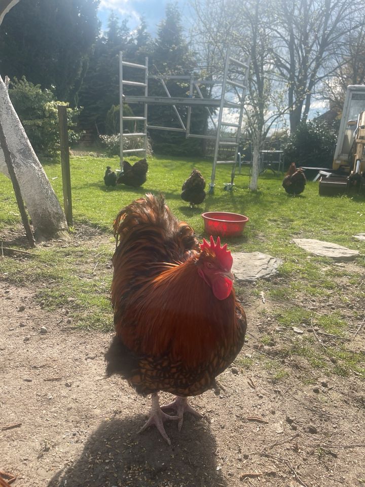 Große Orpington GSG Huhn Bruteier in Rüthen