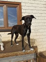 Tierschutzhund JUNA aus Italien sucht noch ihr Zuhause Hessen - Grebenhain Vorschau