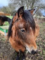 Pferdeäpfel*Biodünger*Rosendünger* Naturdünger *Blumendünger* Niedersachsen - Langenhagen Vorschau