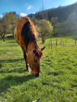 Reitbeteiligung gesucht (Pferd sucht Reiter) Baden-Württemberg - Steinen Vorschau