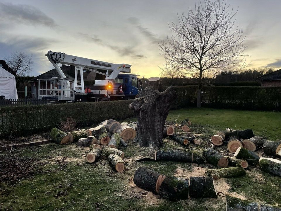 Baumpflege Baumfällung mit Hubarbeitsbühne/ Hebebühne 30 Meter in Hermannsburg