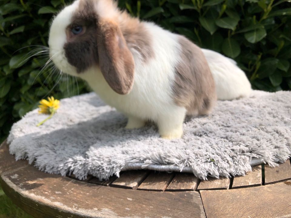 Rammler, Kastrat, Zwergkaninchen, Zwergwidder, Mini Lop, Minilop in Horneburg