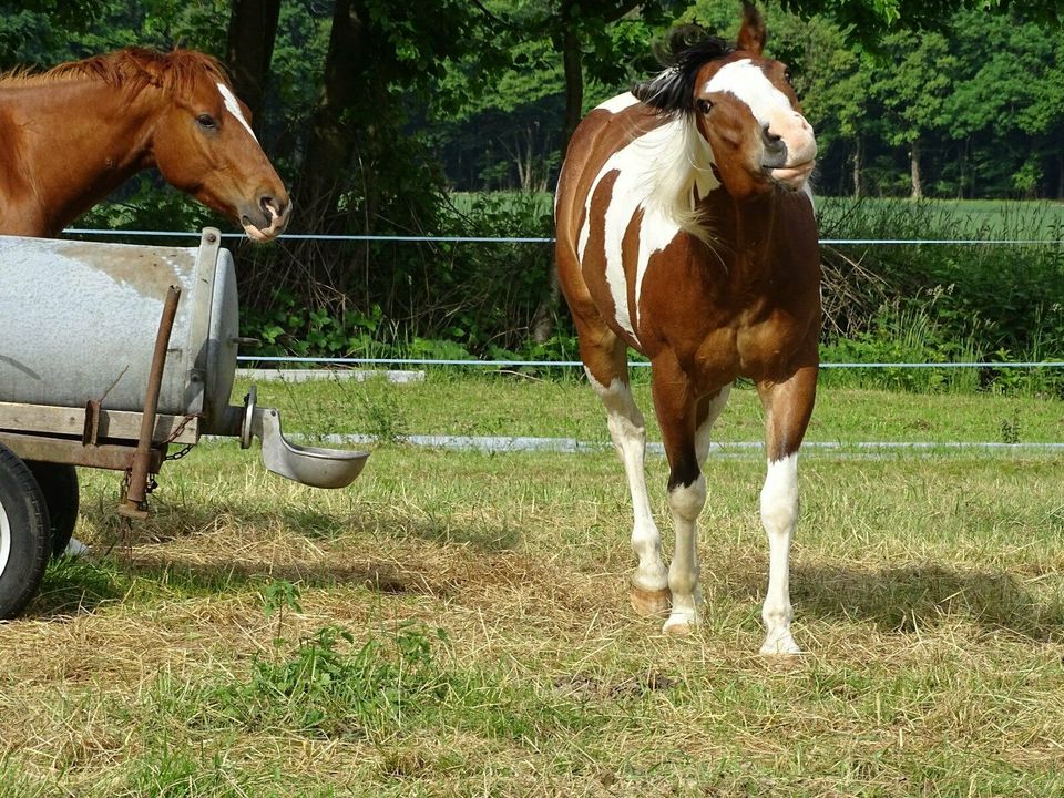 Antibakterieller Alleskönner - Fliegenspray - Desinfektion in Wallmerod