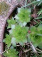 Sempervivum Hybride Hauswurz Sukkulenten Steingarten winterhart W Sachsen - Großharthau-Seeligstadt Vorschau