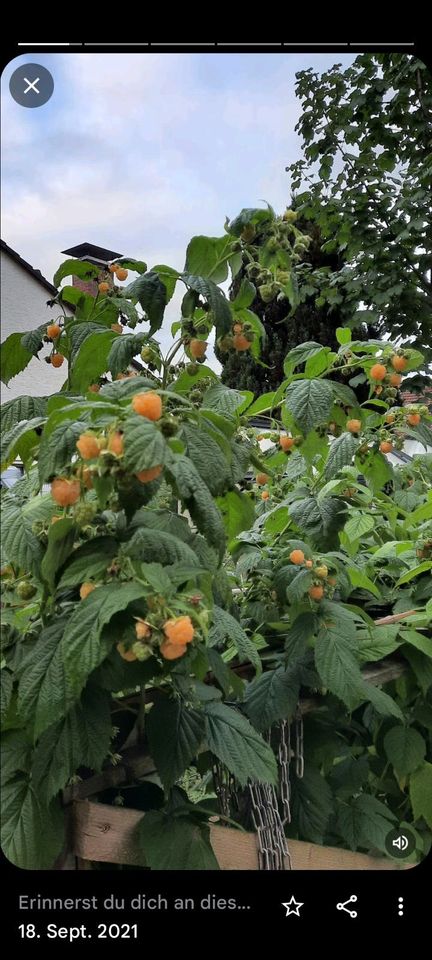 Ableger von gelber Himbeere in Lichtenau