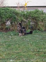 Dante Main Coon Kater vermisst Brandenburg - Potsdam Vorschau