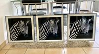 3  Zebra Bilder 50cm  x 50 cm NP pro Bild  kein Ikea  59,00€❤️ Rheinland-Pfalz - Speyer Vorschau