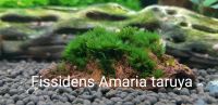 Fissidens Amaria taruya Nordrhein-Westfalen - Kürten Vorschau