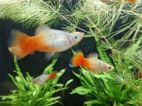 Platy blau Redtail 3,50€* Xiphophorus maculatus Aquarium Fisch Saarland - Püttlingen Vorschau