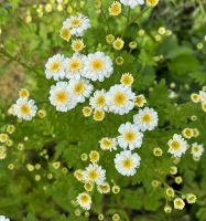 Mutterkraut | Gartenpflanze Sachsen - Freital Vorschau