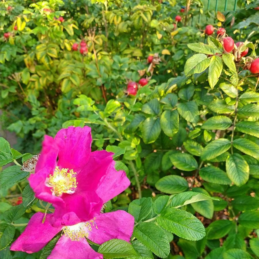 Wildrosen – Rosa canina glauca multiflora pimpinellifolia rugosa in Friesenhagen