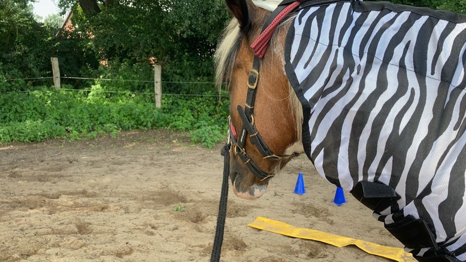 Reitbeteiligung für G-Pony in Willenscharen