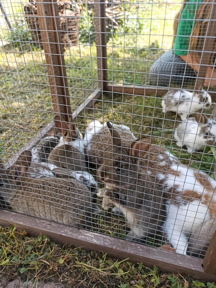 Kaninchenbabys in Mügeln