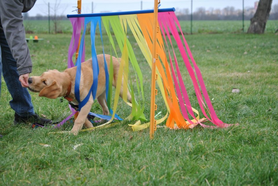 Welpenkurs - Früherziehung & Sozialisierung inkl.Hundepension in Großbeeren