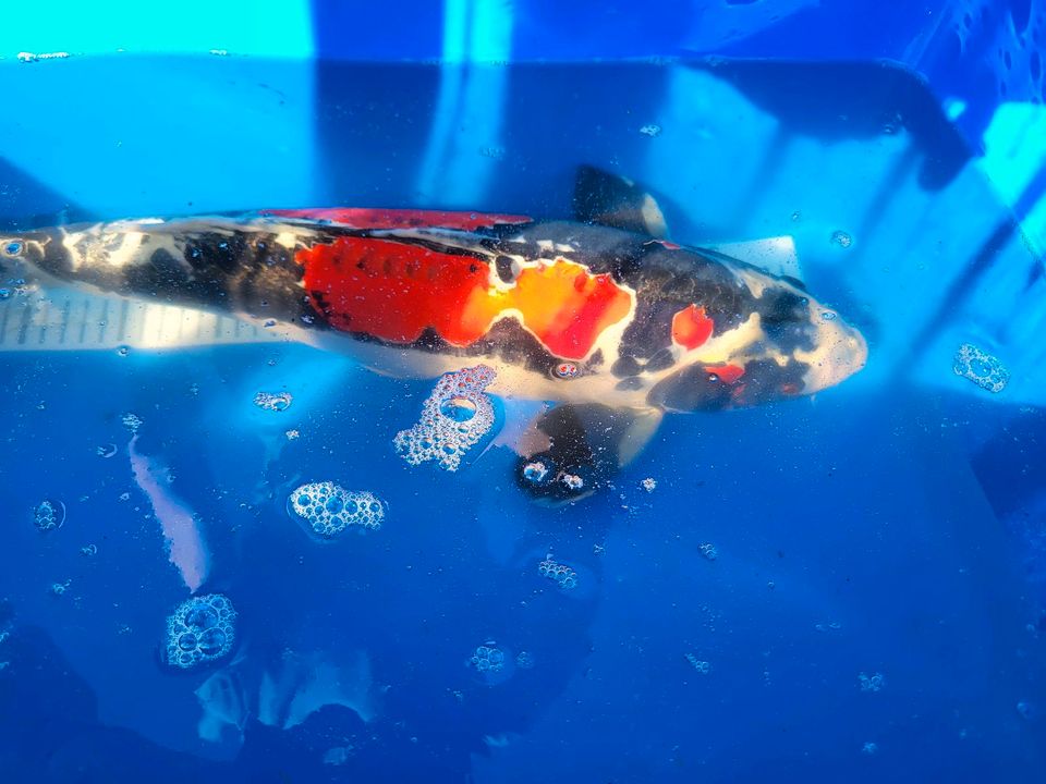 Original Japan Koi beni kikokuryu 56cm in Teupitz-Tornow