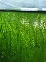 Ufermoos 1 Liter Beutel(Leptodictyum Reparium) Blumenthal - Farge Vorschau