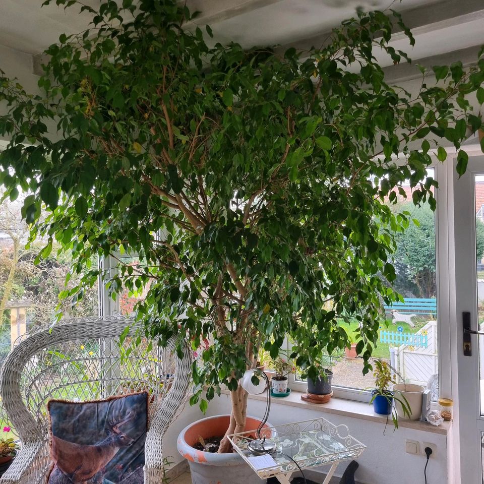 Sehr schöner großer Ficus  Benjamini in Karben