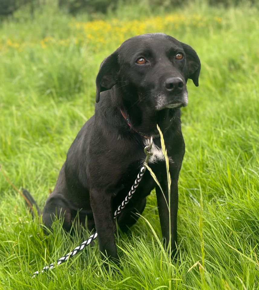 Puma, Hündin kastriert, ca 55 cm, ca 7 Jahre, Labrador Mix in Wegberg