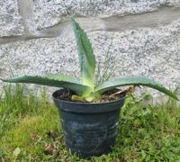 AGAVE americana ❗️Ableger❗️ Bayern - Mitterfels Vorschau