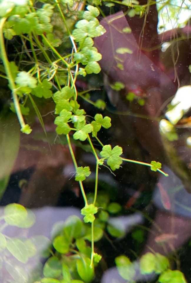 Hydrocotyle tripartita Mini Kleeblatt Pflanzen Aquarium Aquascape in Kinderhaus