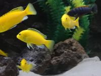 Gelber Labidochromis „Yellow“ Mbuna Malawi Barsch Bochum - Bochum-Wattenscheid Vorschau