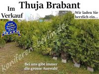 Thuja Brabant Hecke Lebensbaum 200-220cm - Beste Qualität! Sachsen-Anhalt - Kamern Vorschau
