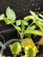 Mini Rispen rote Paprikatomate Pflanze getopft Niedersachsen - Peine Vorschau