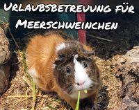 Biete Urlaubsbetreuung für Meerschweinchen Niedersachsen - Bückeburg Vorschau