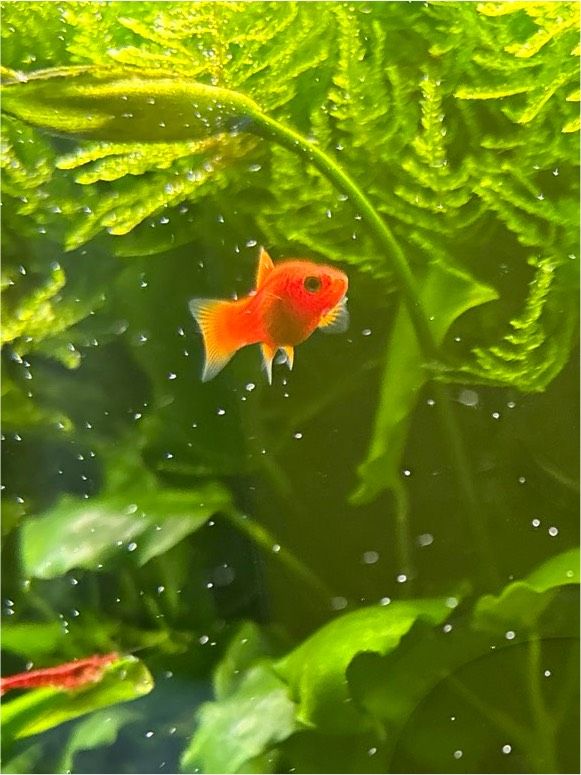 Roter Platy in Suhl
