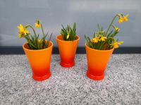 Narzissen-Arrangement Scheurich Cocktail Orange Endlich Frühling Baden-Württemberg - Steinheim Vorschau