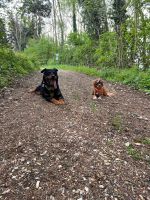 Suche eine Wohnung mit 2 Hunden Baden-Württemberg - Michelhölzle Vorschau
